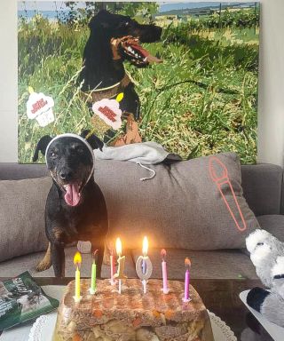 🎂🐾 Narodeninová radosť na plátne! 🎨💖 Naša šikovná zákazníčka zo Slovenska premenila fotku svojho chlpatého parťáka na...